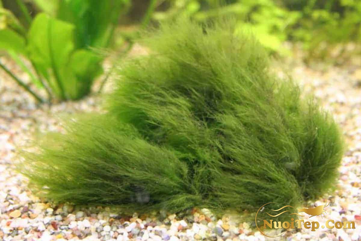 Spirogyra Hair Algae