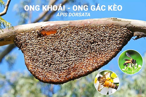 to-ong-khoai-ong-gac-keo-apis-dorsata