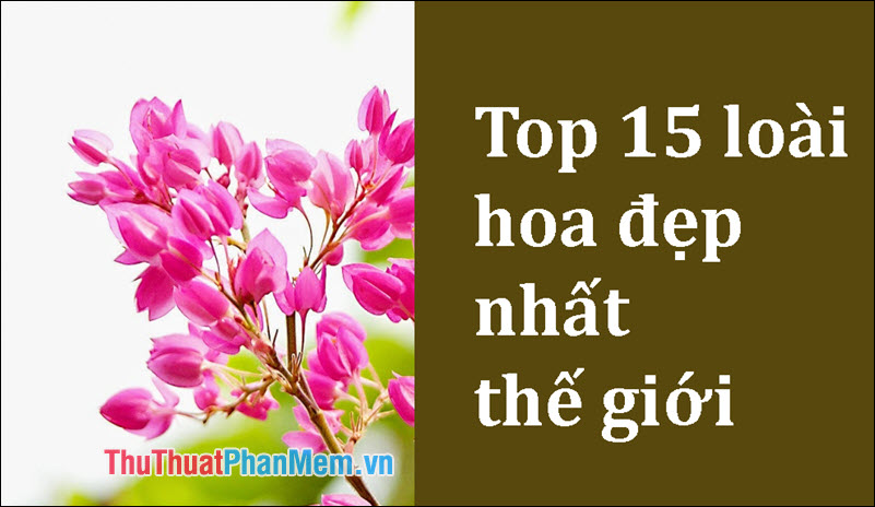Top 15 loài hoa đẹp nhất thế giới