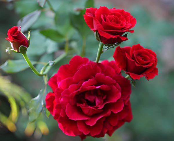 Kỹ thuật trồng hoa hồng cho nhiều bông nở rộ, tỏa hương khắp vườn - 10