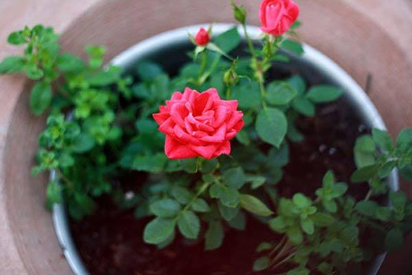 Kỹ thuật trồng hoa hồng cho nhiều bông nở rộ, tỏa hương khắp vườn - 2