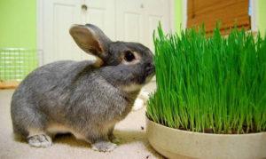 Loại cỏ nào có thể và không được cho thỏ và quy tắc cho ăn