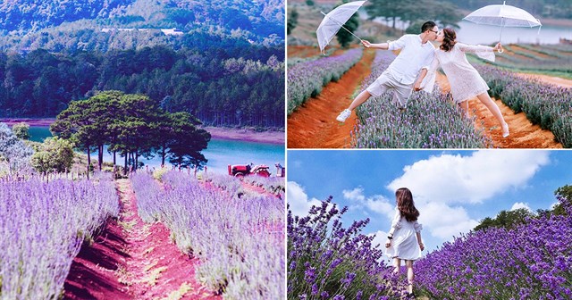 vườn hoa lavender Đà Lạt