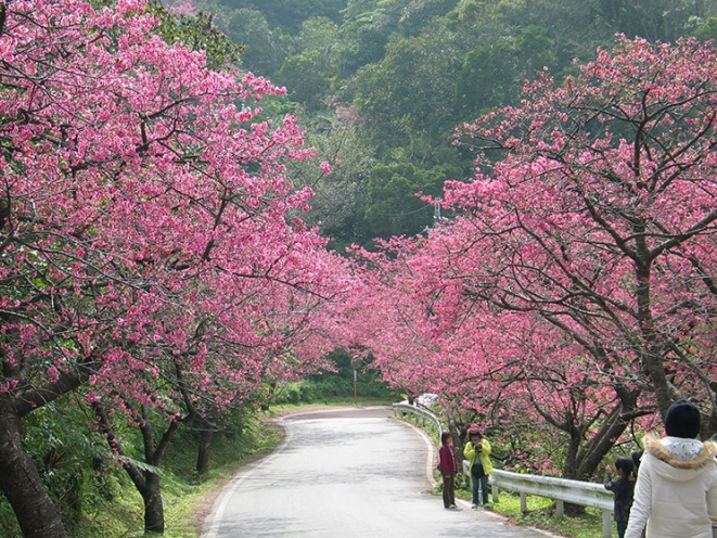 Ảnh cây hoa Anh Đào Nhật Bản đẹp nhất