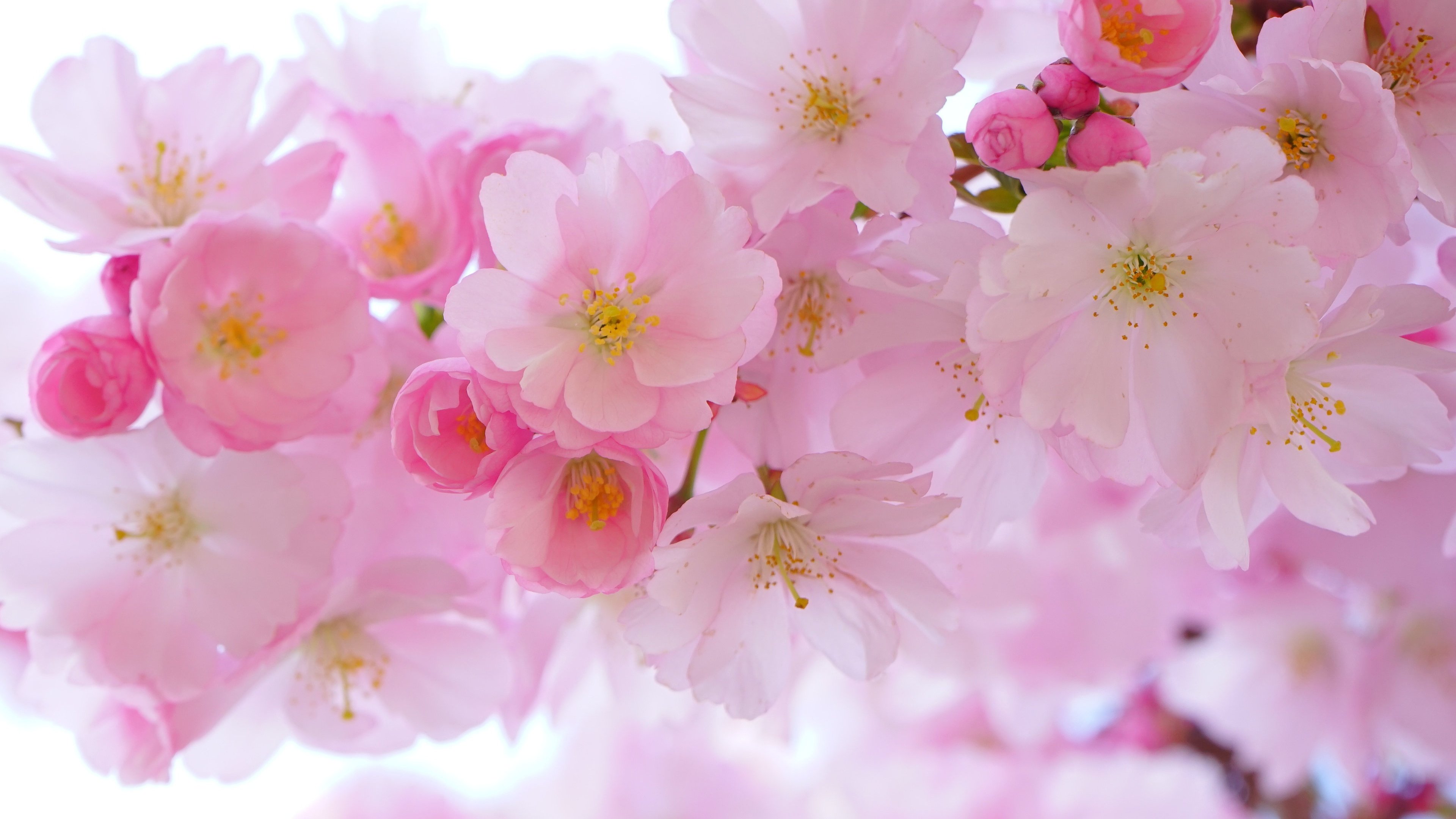 Bông hoa Anh Đào Nhật