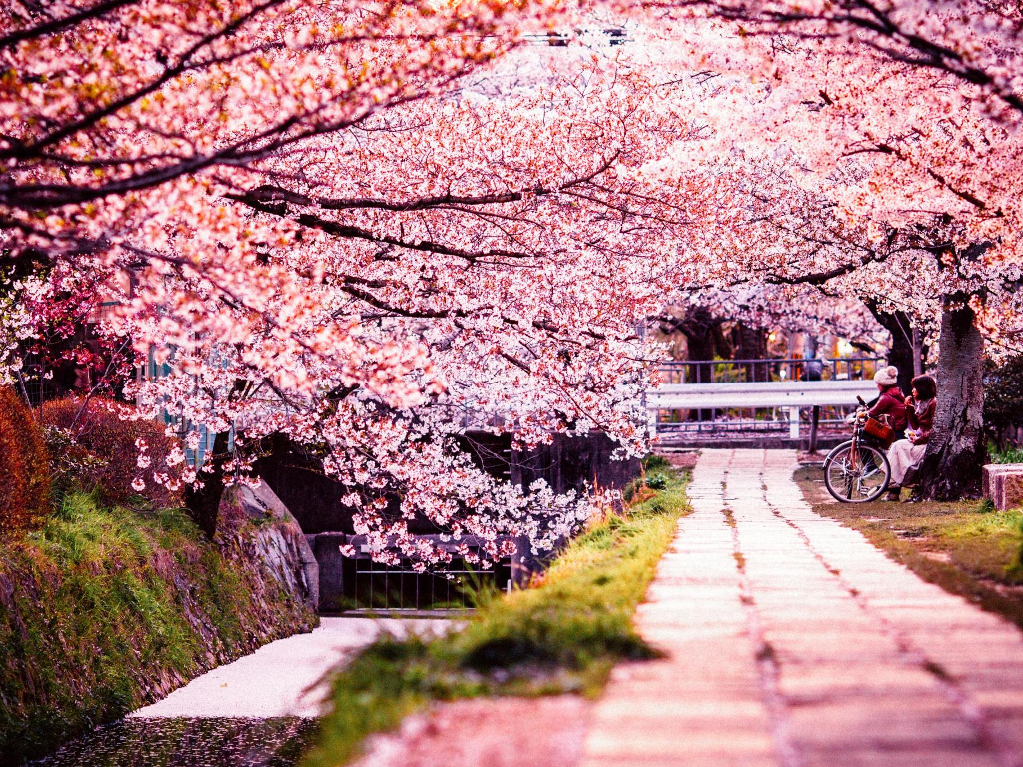 Con đường hoa anh đào Nhật Bản đẹp