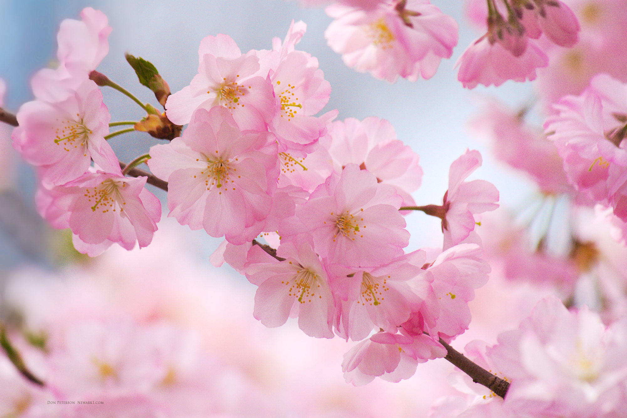 Hình ảnh cành hoa Anh Đào Nhật Bản đẹp