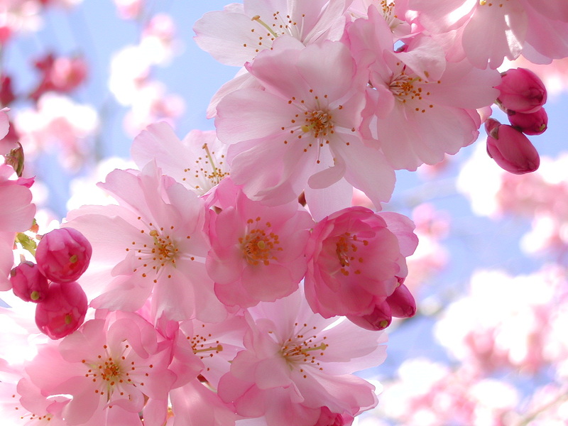 Hình ảnh đẹp mùa hoa Anh Đào Nhật Bản đẹp