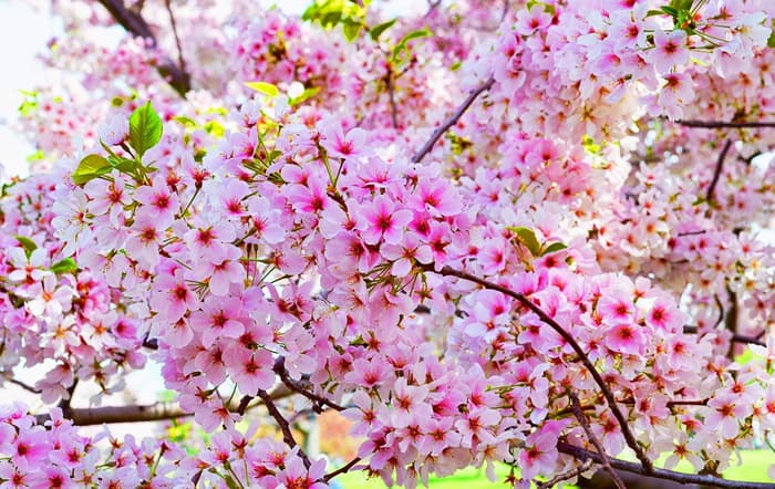 Hình ảnh đẹp về hoa Anh Đào ở Nhật Bản