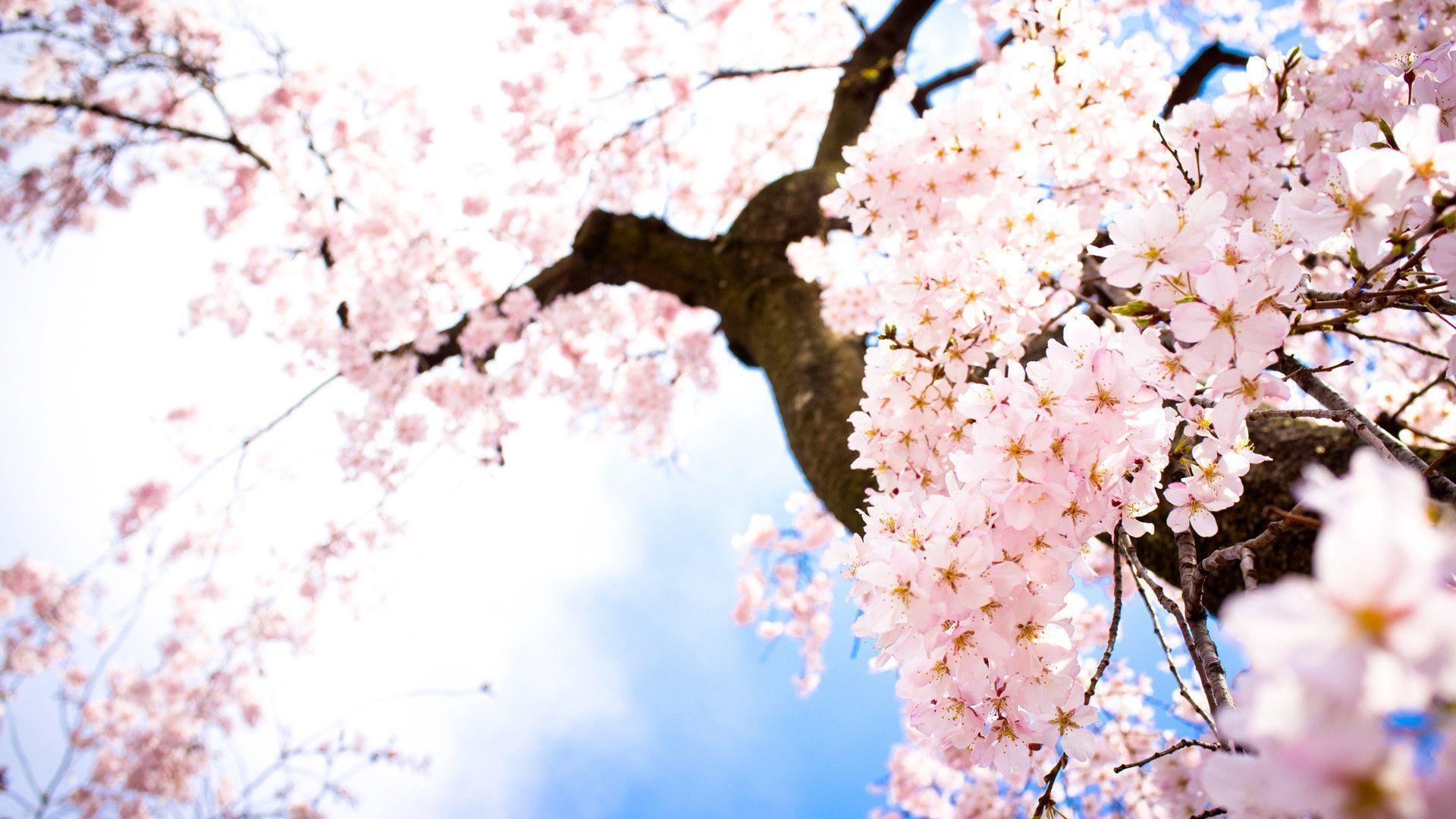 Hình ảnh hoa Anh Đào cực đẹp ở Nhật Bản