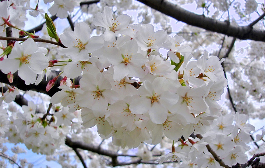 Hình ảnh hoa Anh Đào đẹp nhất ở Nhật Bản