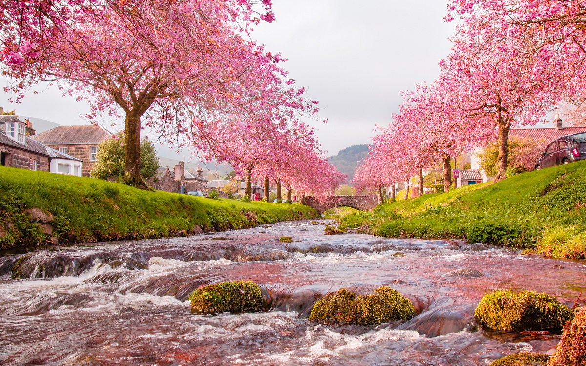 Hình ảnh hoa Anh Đào Nhật Bản bên suối