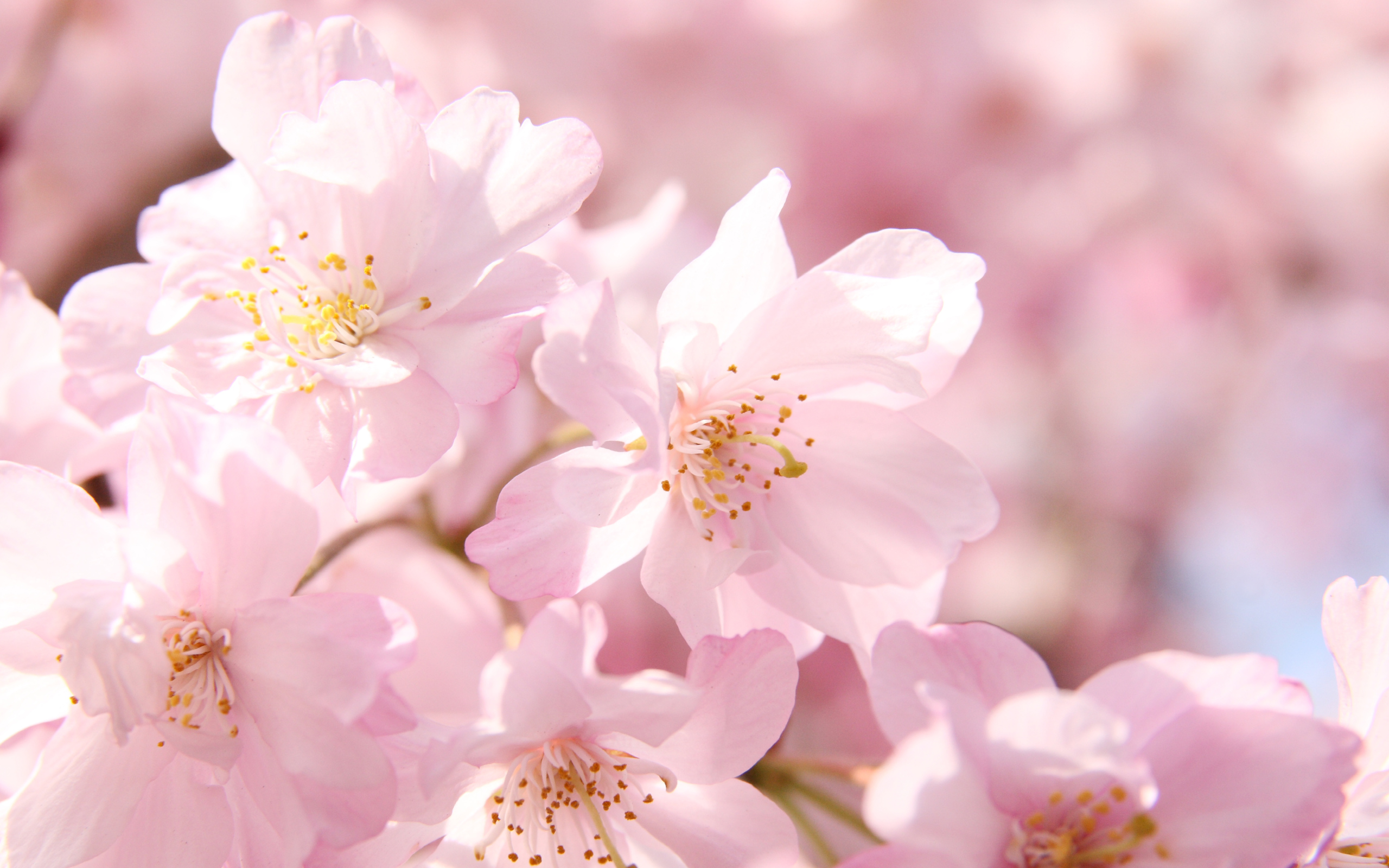 Hình ảnh hoa Anh Đào Nhật Bản đẹp rực rỡ