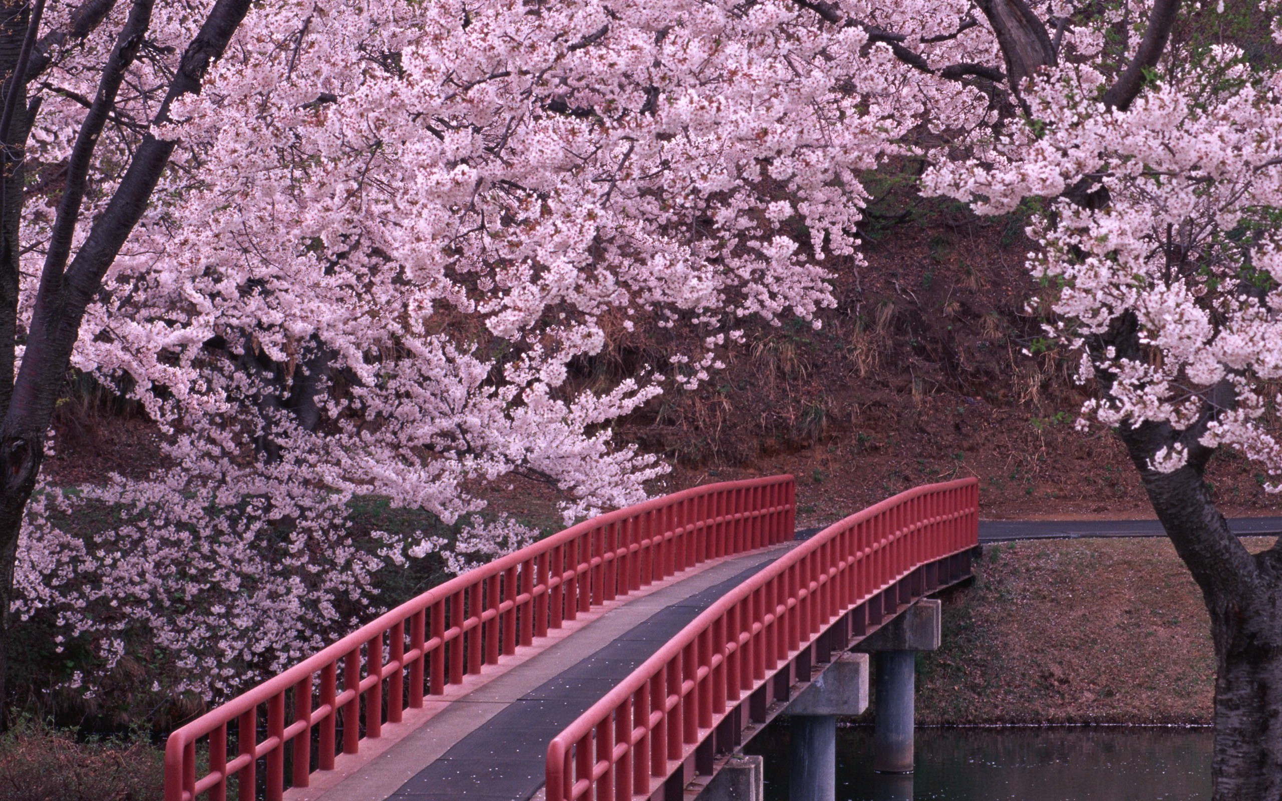 Hình ảnh hoa Anh Đào Nhật Bản 