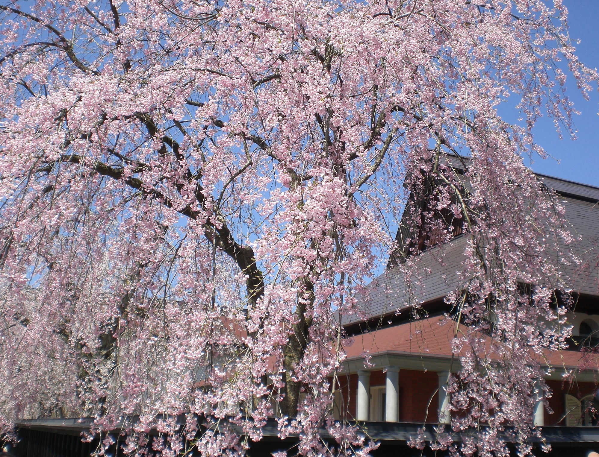 Hình ảnh hoa Anh Đào Nhật Bản