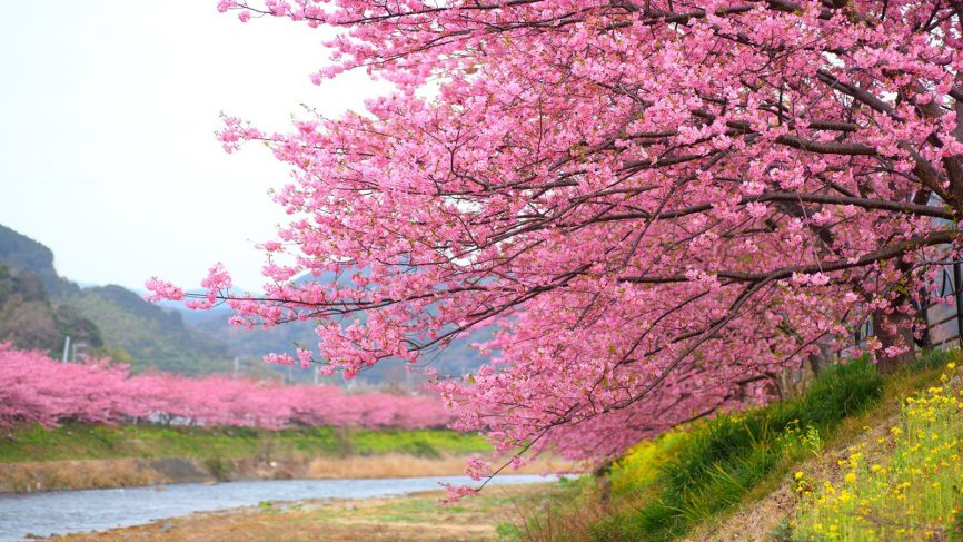 Hình ảnh hoa Anh Đào ở Nhật Bản đẹp nhất