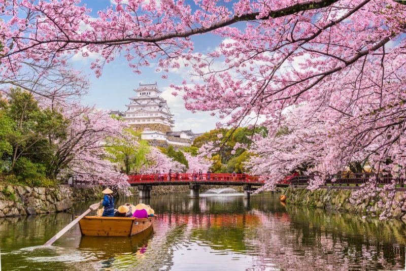 Hình ảnh hoa Anh Đào ở Nhật Bản
