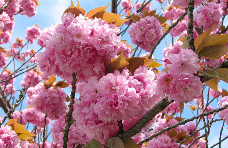 Hình ảnh hoa Anh Đào tại Nhật Bản đẹp nhất