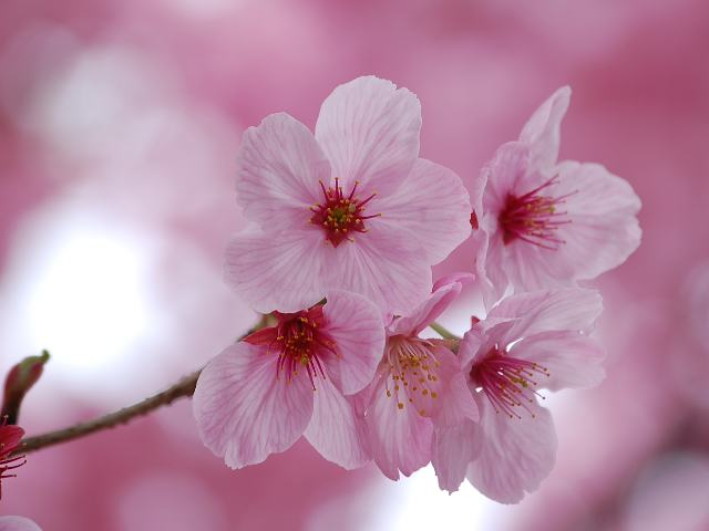 Hình ảnh mùa hoa Anh Đào đẹp
