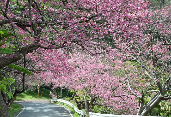 Hình hoa Anh Đào đẹp Nhật Bản