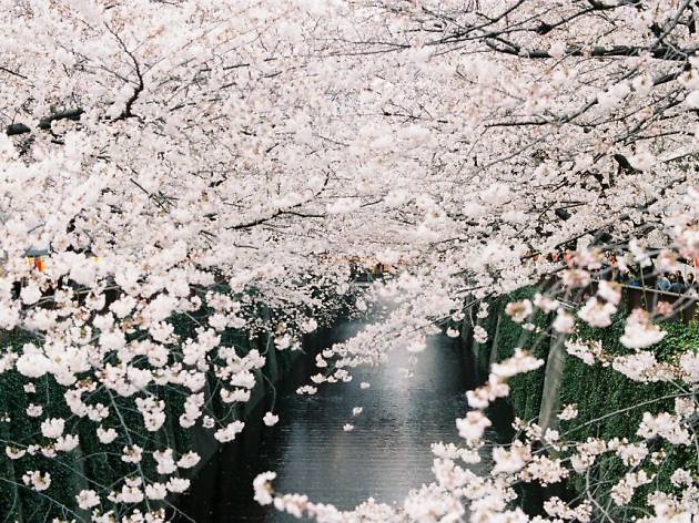 Hình hoa Anh đào Nhật Bản đẹp nhất