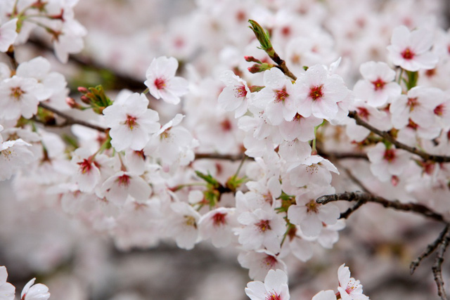 Hình hoa Anh đào Nhật Bản đẹp