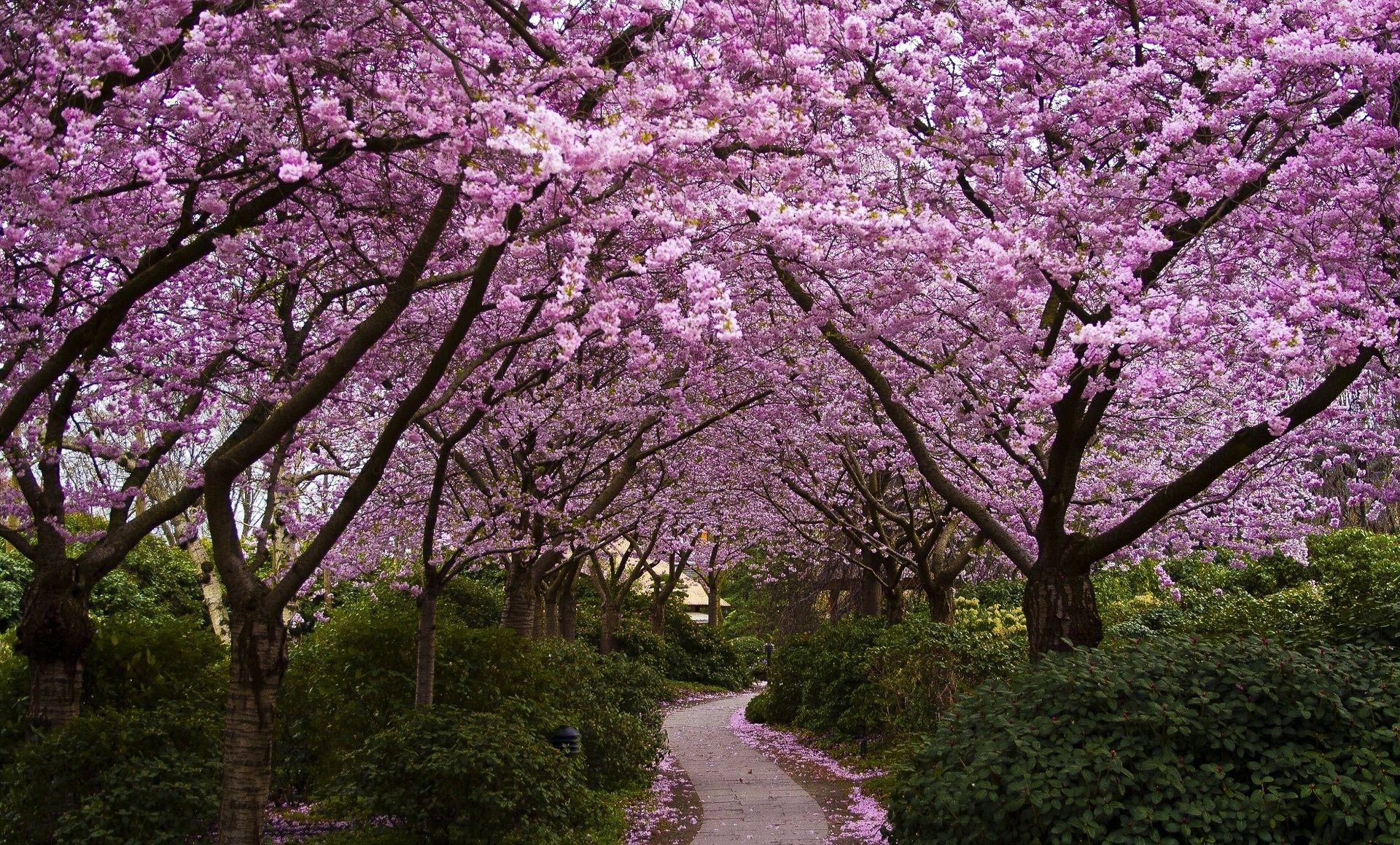Hình hoa Anh Đào Nhật Bản nở rộ cực đẹp