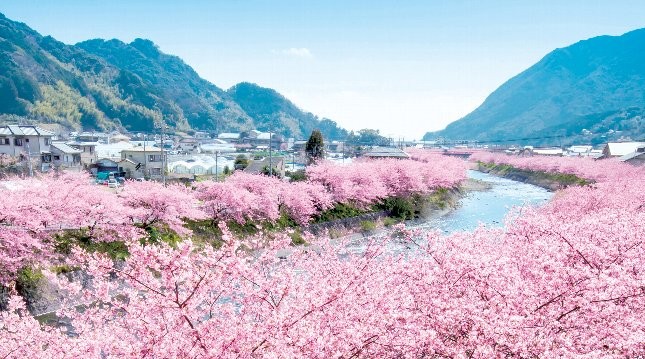 Hình hoa Anh Đào ở Nhật Bản đẹp nhất