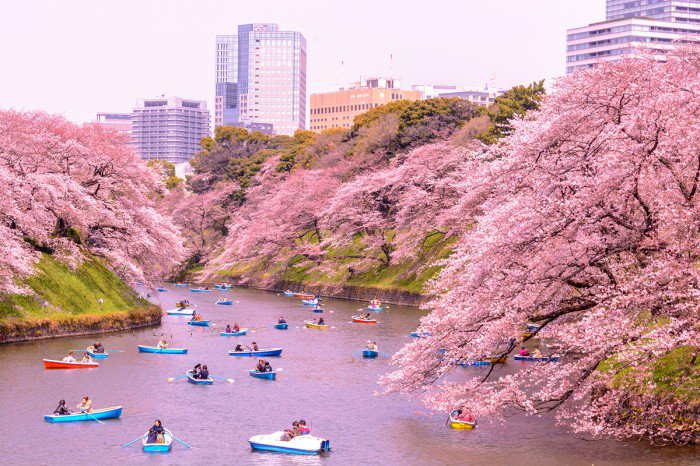 Hình hoa Anh Đào ở Nhật Bản đẹp