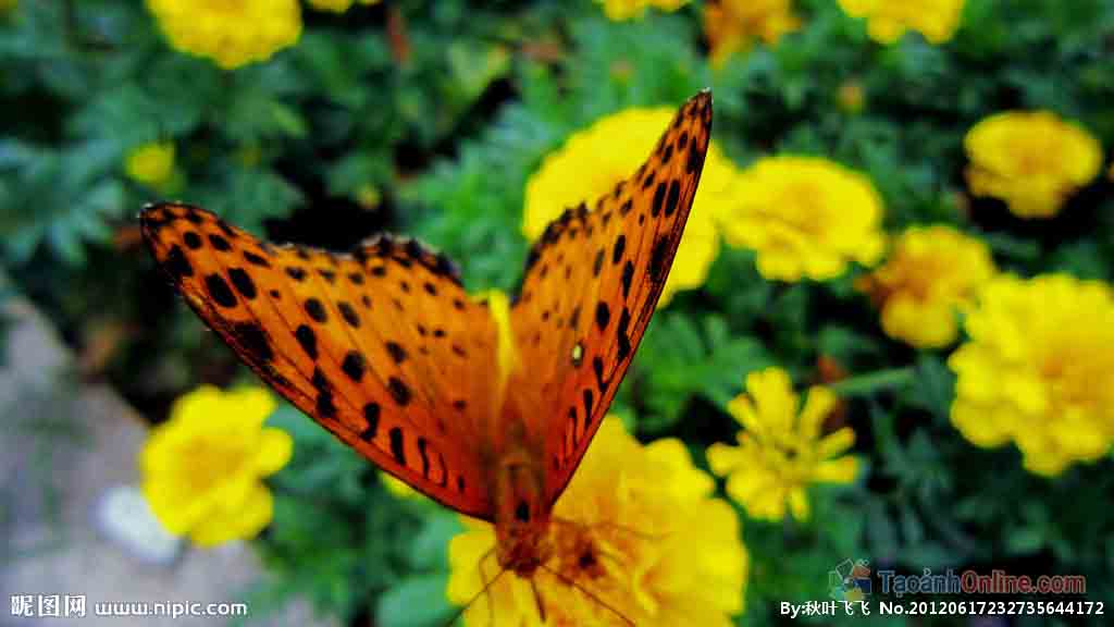 hình xăm hoa bướm