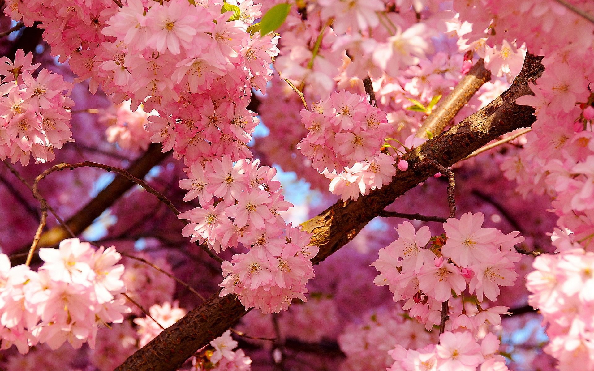 Hoa Anh Đào Sakura