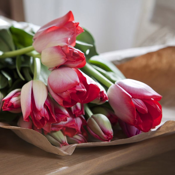 Hoa-Tulip-do-tuong-trung-cho-su-manh-me