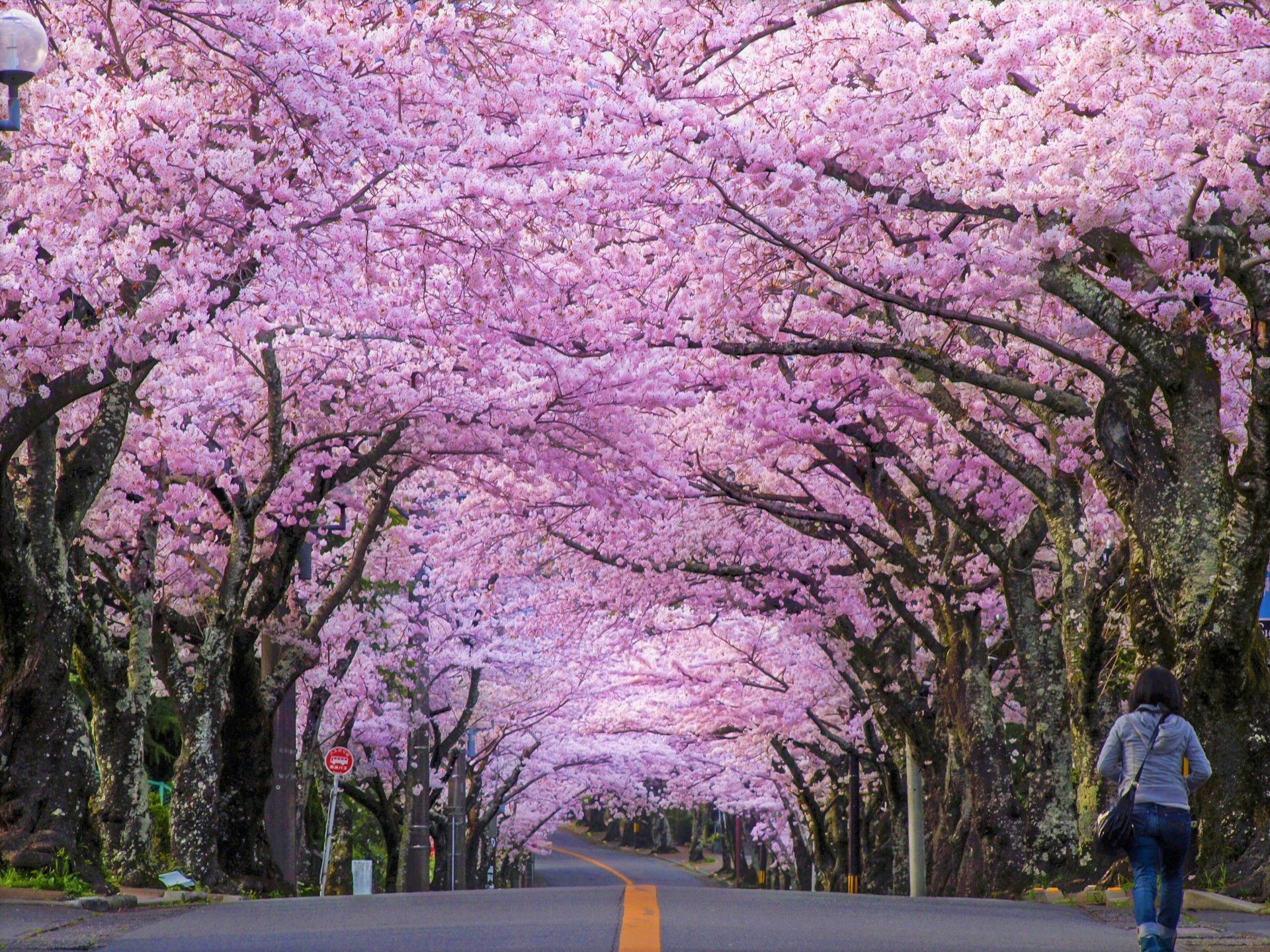 Mùa hoa Anh Đào Nhật Bản đẹp