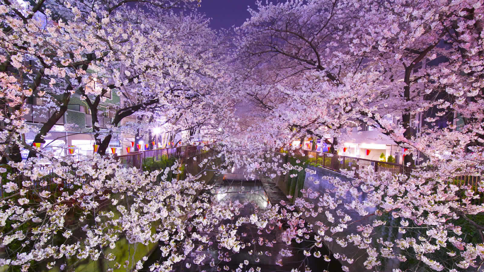 Nhật Bản mùa hoa Anh Đào đẹp