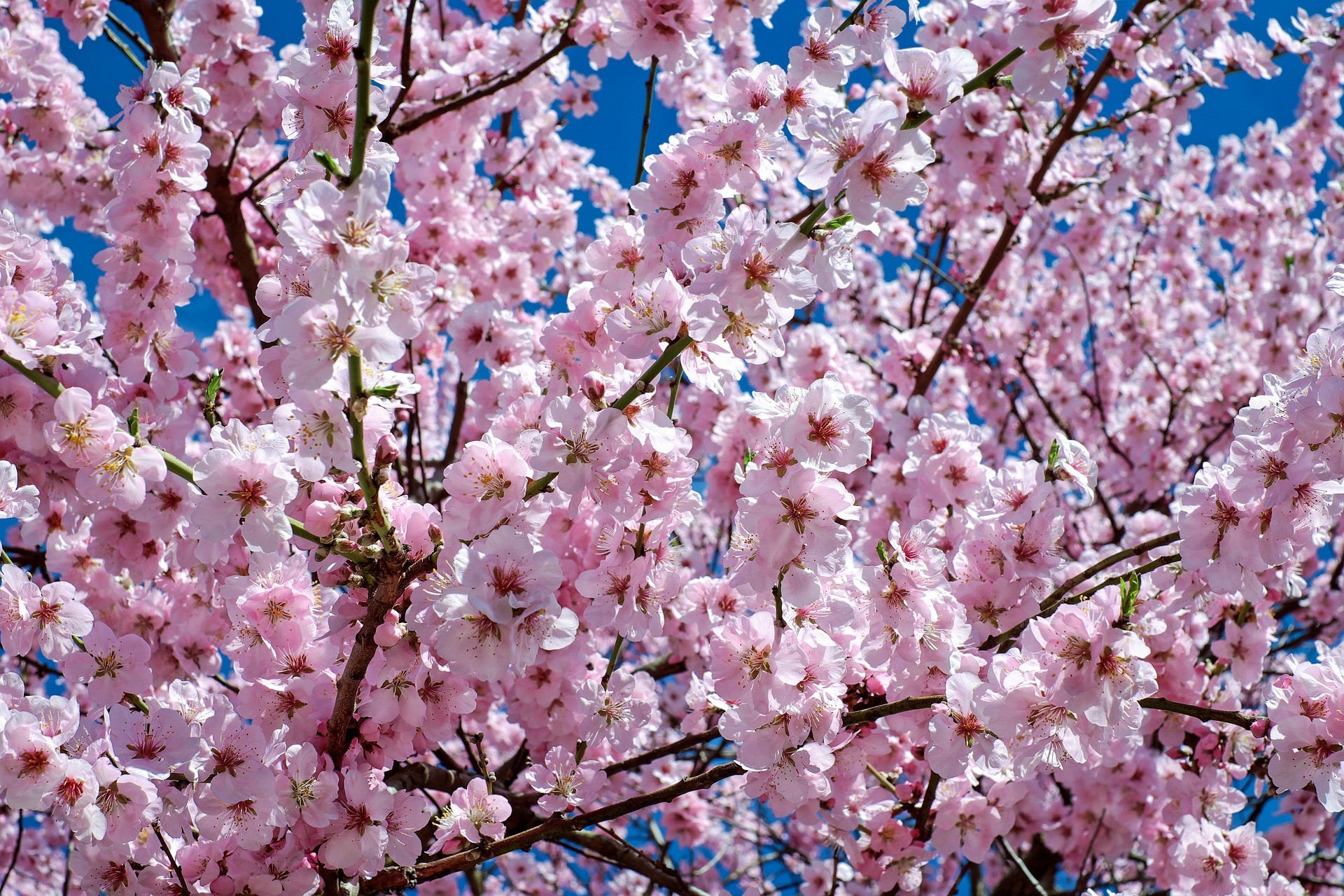 Những cành hoa Anh Đào Nhật Bản khoe sắc