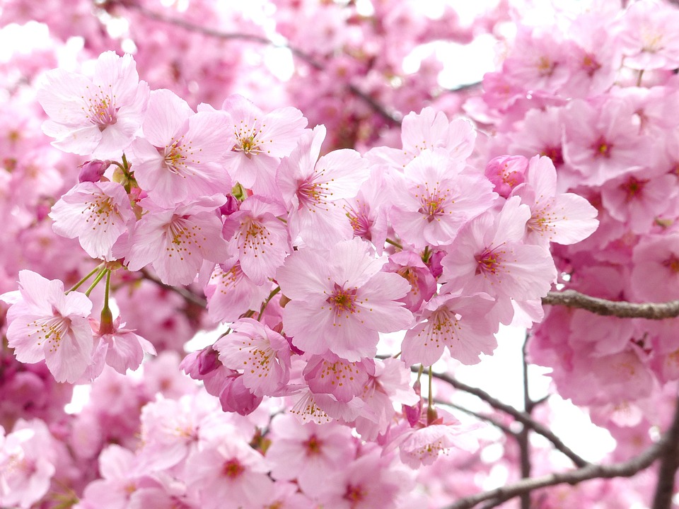 Những hình ảnh hoa Anh Đào Nhật Bản đẹp