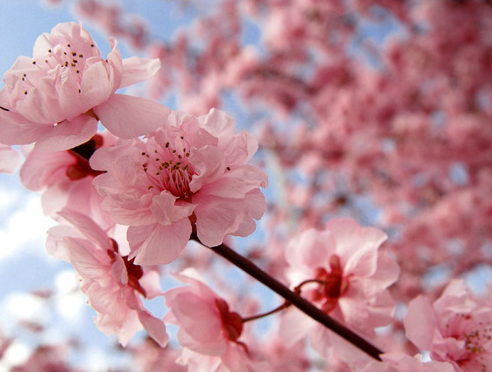 Sakura hoa Anh Đào