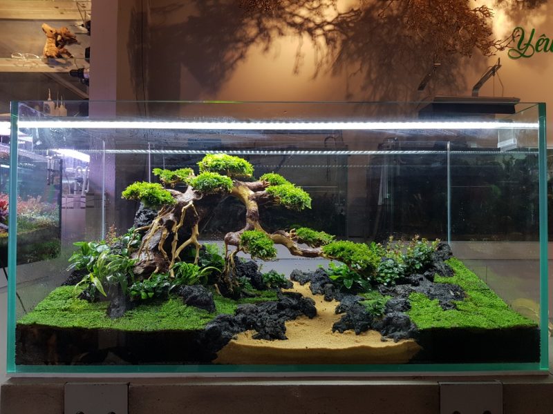 Hồ thủy sinh bonsai