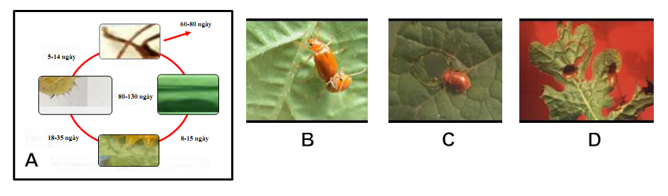 Hình 6: (A) Vòng đời bọ rầy dưa; (B) Con trưởng thành bắt cặp; (C) Bọ trưởng thành hại lá; (D) Bọ trưởng thành hại lá.