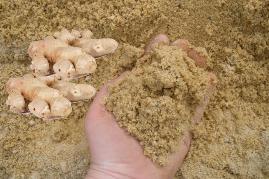 Vùi gừng vào cát là cách bảo quản gừng tươi thường gặp ở vùng quê