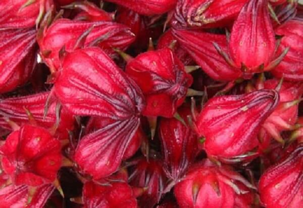 Công dụng chữa bệnh tuyệt vời của hoa atiso đỏ