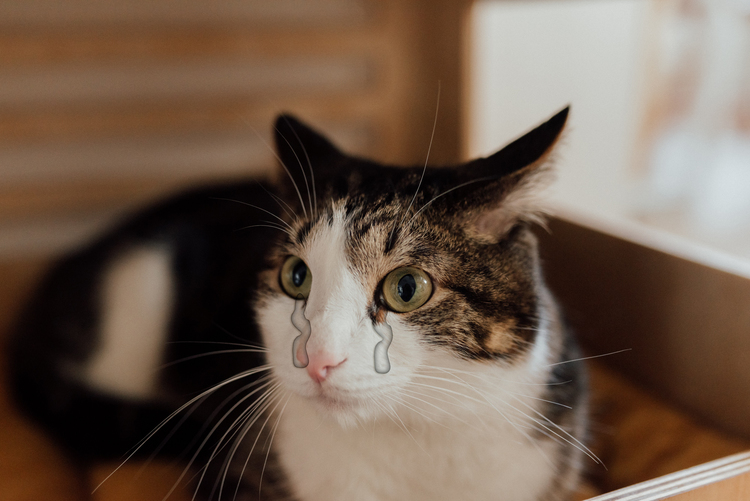 Hình nền mèo khóc 4K