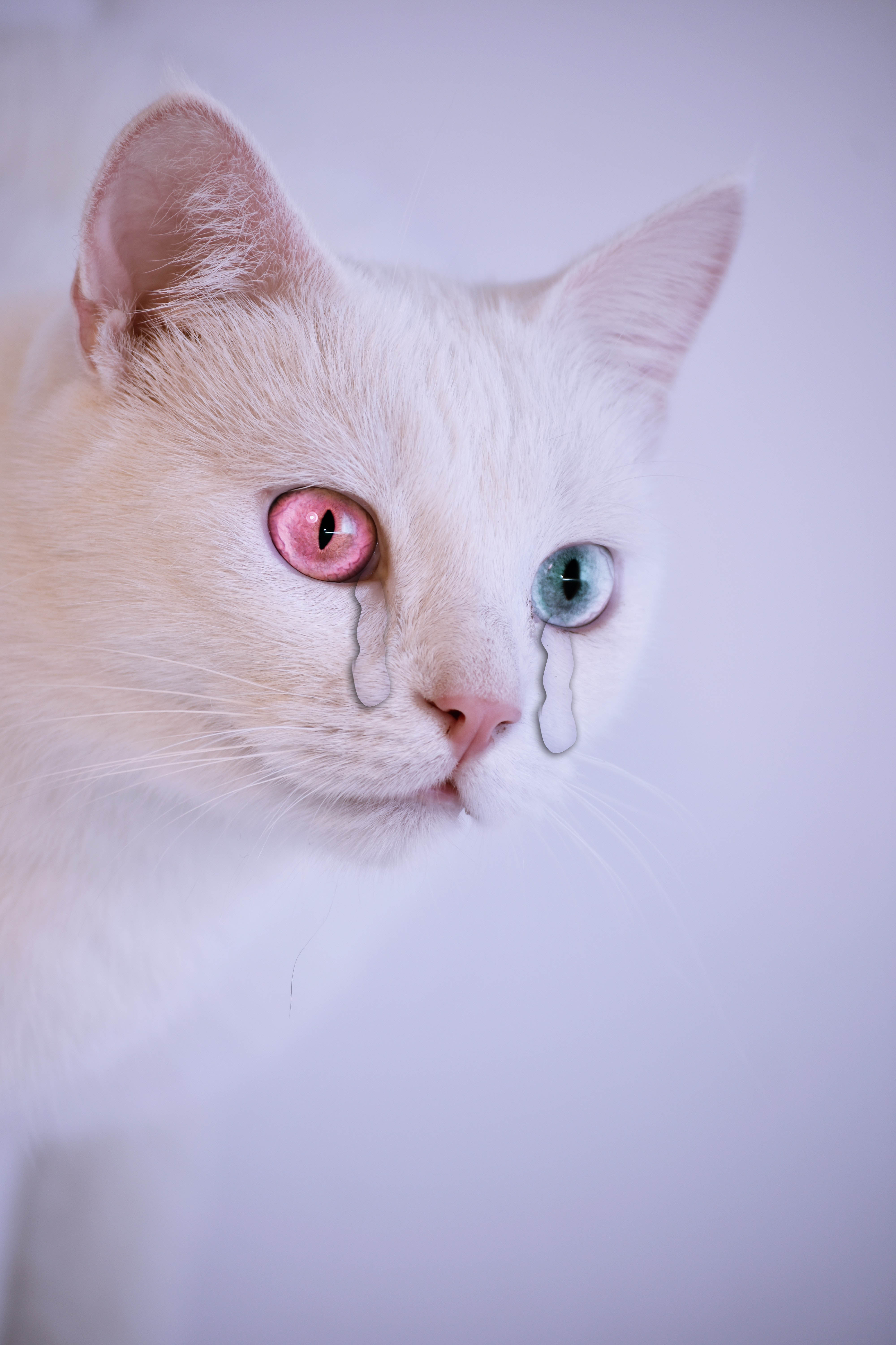 Hình nền mèo khóc đáng yêu