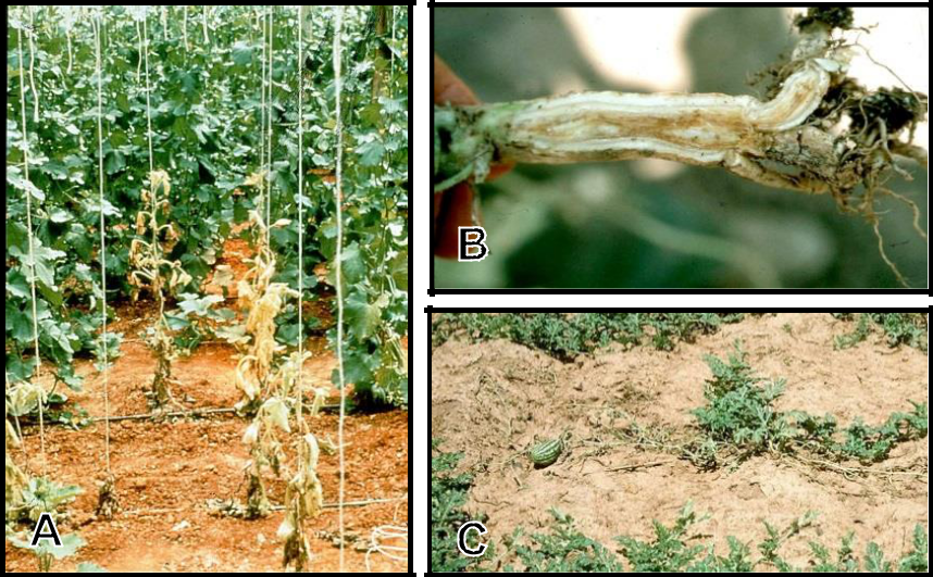 Hình 8: (A) Triệu chứng héo vàng (Fusarium) trên dưa; (B) Nấm bệnh tấn công mạch nhựa của cây; (C) Bệnh có thể gây chết hảng loạt.