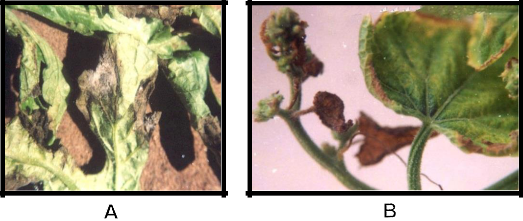 Hình 6:  (A); (B) Triệu chứng khô lá giữa thân trên dưa hấu và dưa leo.
