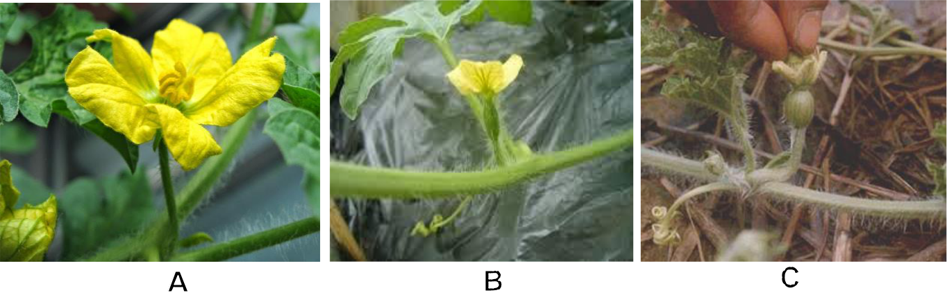 Hình 15: (A) Hoa đực; (B) Hoa cái; (C) Úp nụ dưa hấu (thụ phấn nhân tạo).