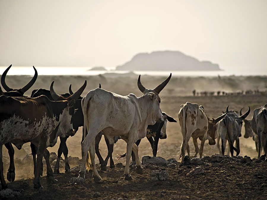 Xa.  Ethiopia.  Gia súc di chuyển về phía hồ Abhebad ở Afar, Ethiopia.