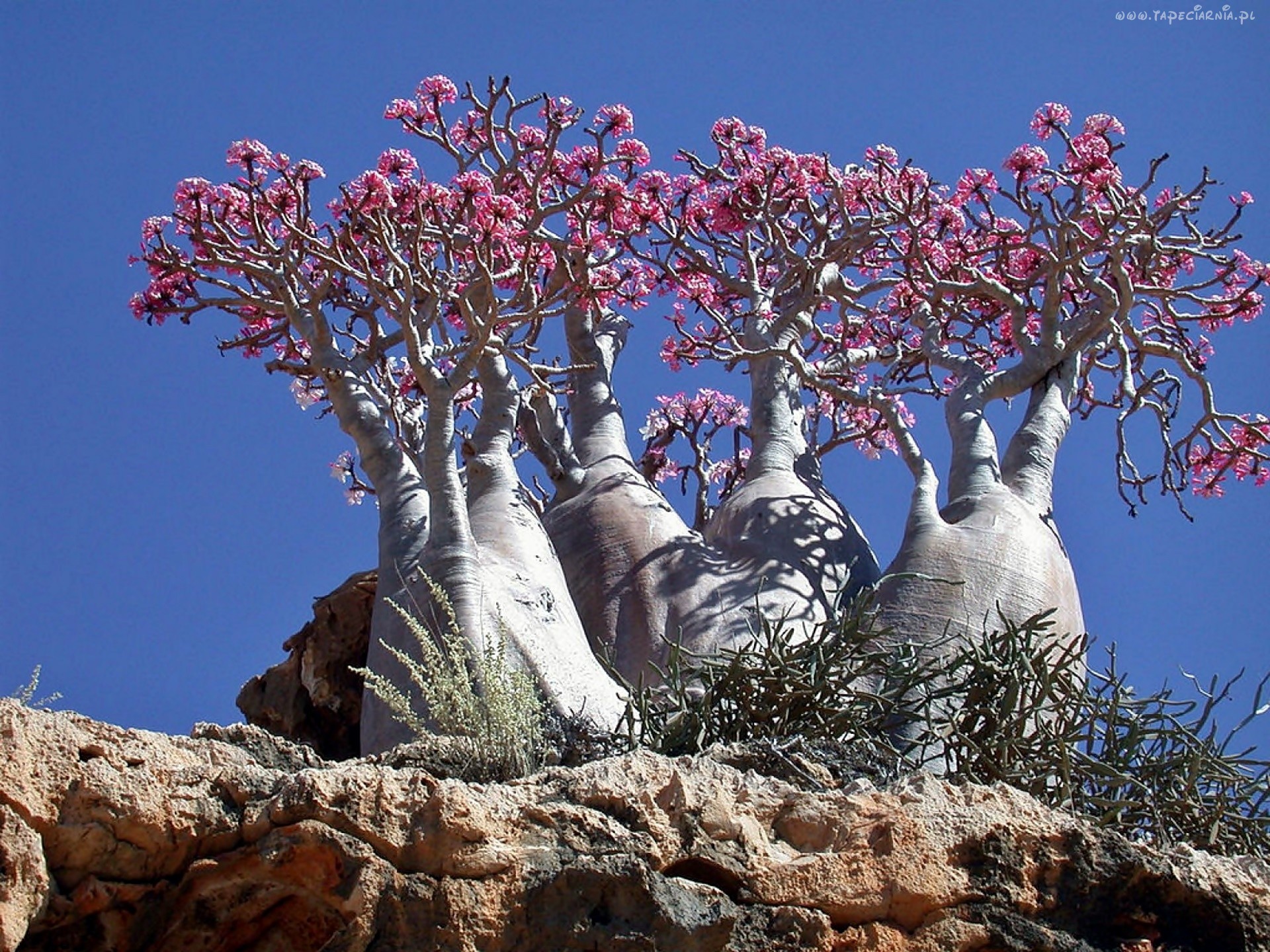 Ảnh cây hình chai trên đảo Socotra, biển Ả Rập