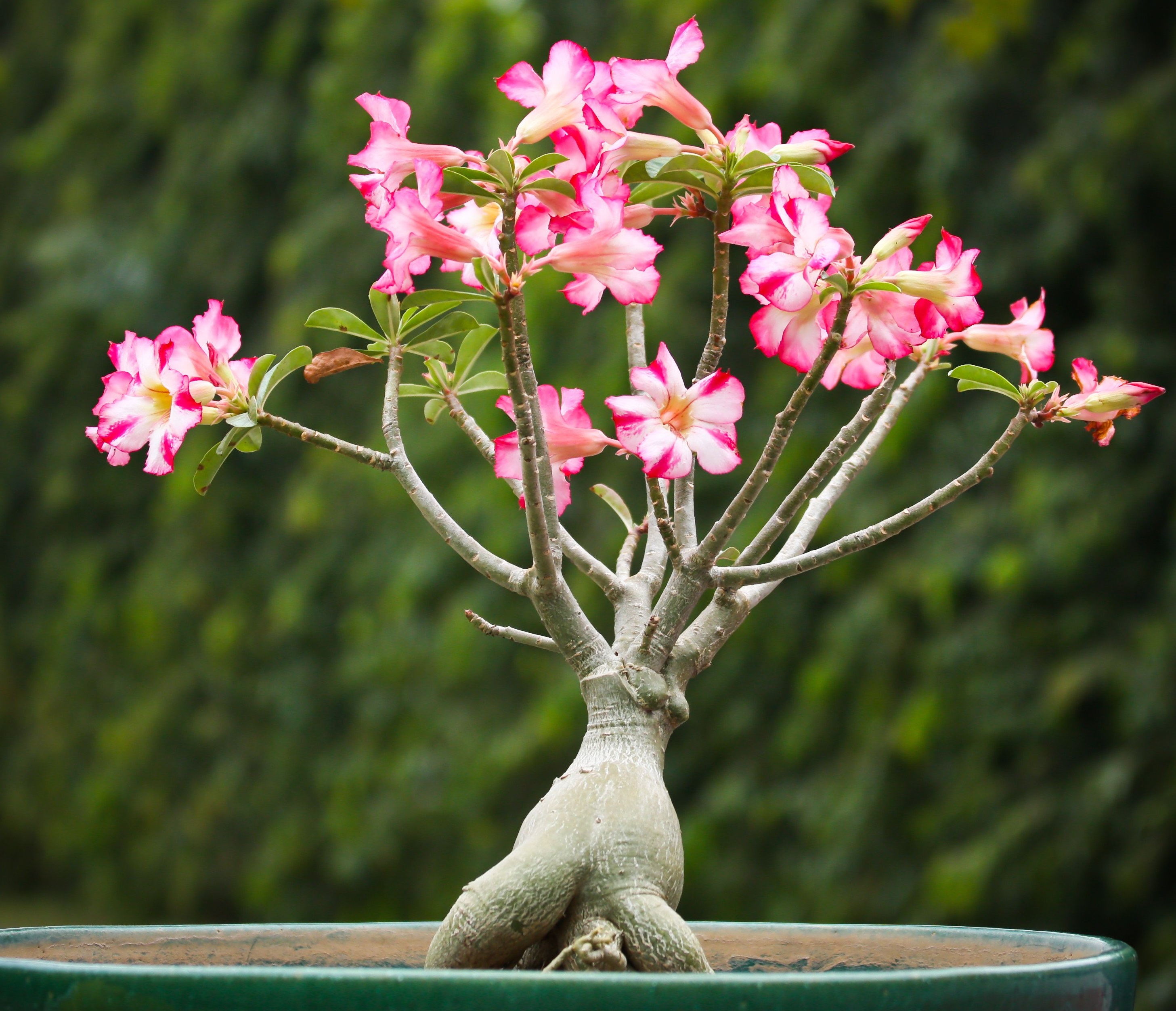 Ảnh cây hoa sứ bonsai đẹp