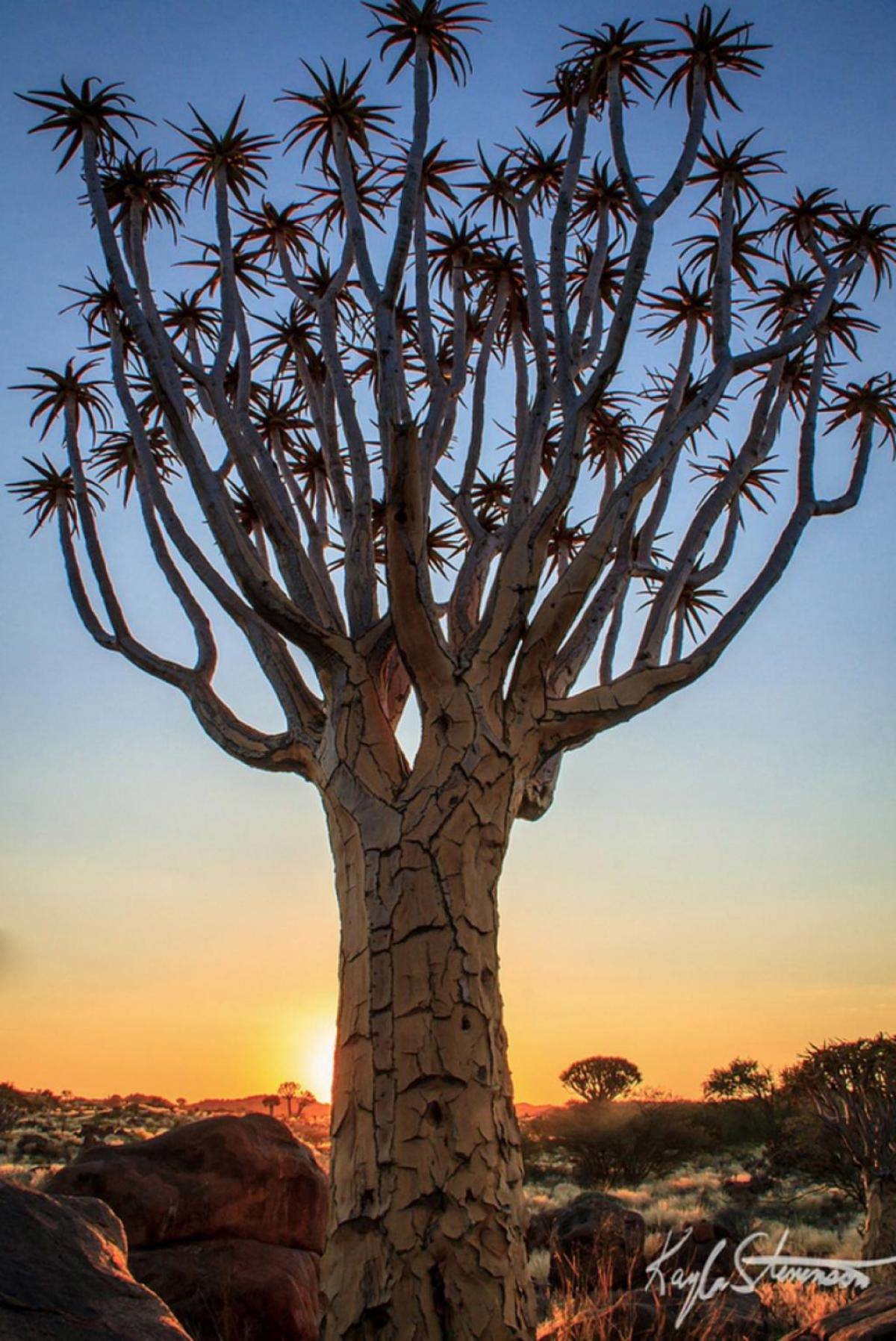 Ảnh cây rung ở Namibia